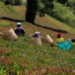 How Climate Change Is Changing the Taste and Future of Tea