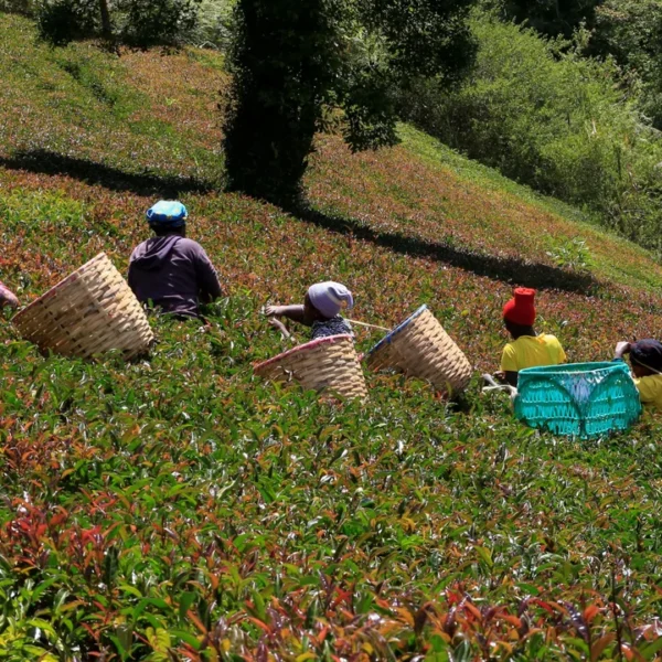 How Climate Change Is Changing the Taste and…