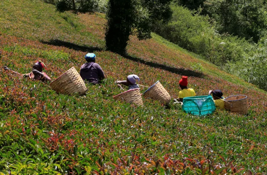 How Climate Change Is Changing the Taste and…