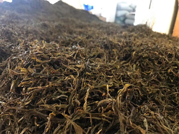 The-Pile-Fermentation-of-Old-Tree-Pu-erh-Tea-4