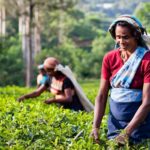Brewing a Better Future with Tsara Tea