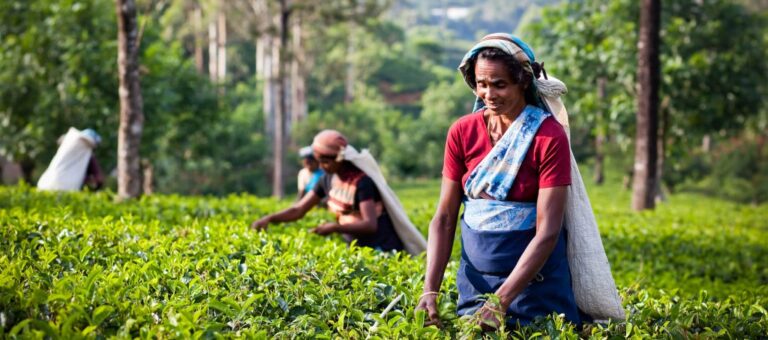 Brewing a Better Future with Tsara Tea