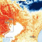 Matcha Prices Surge as Heatwaves Hit Japan’s Tea Harvest