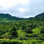 Sustainability in the Tea Industry: From Leaf to Cup