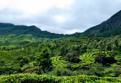 munnar_1_480x480