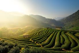 Yunnan’s Ancient Tea Plantation Earns Guinness World Record