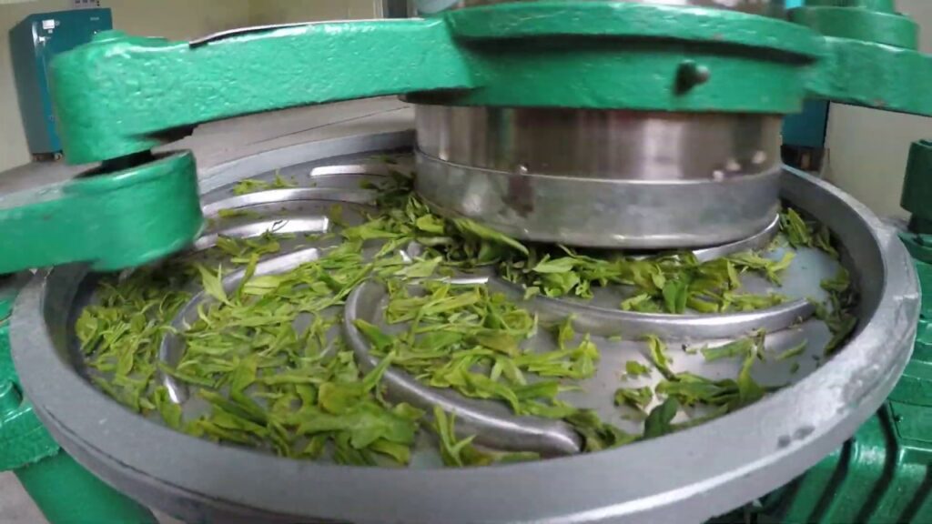 shaping gree tea