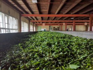 tea-leaves-withering-feature