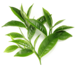 Black Tea vs. Green Tea: What’s the Difference and Which is Right for You?