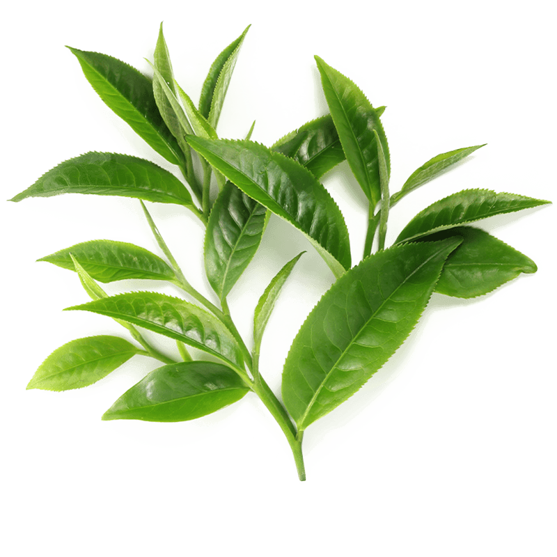 teaLeave